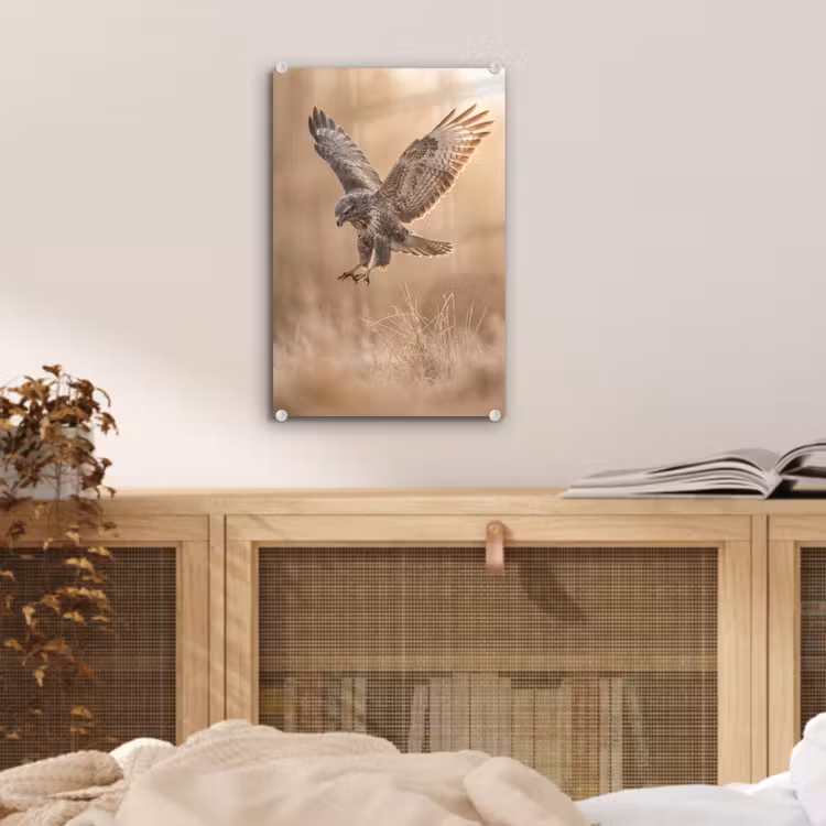 Glas schilderij - Buizerd - Roofvogel - Natuur - Bruin — 5