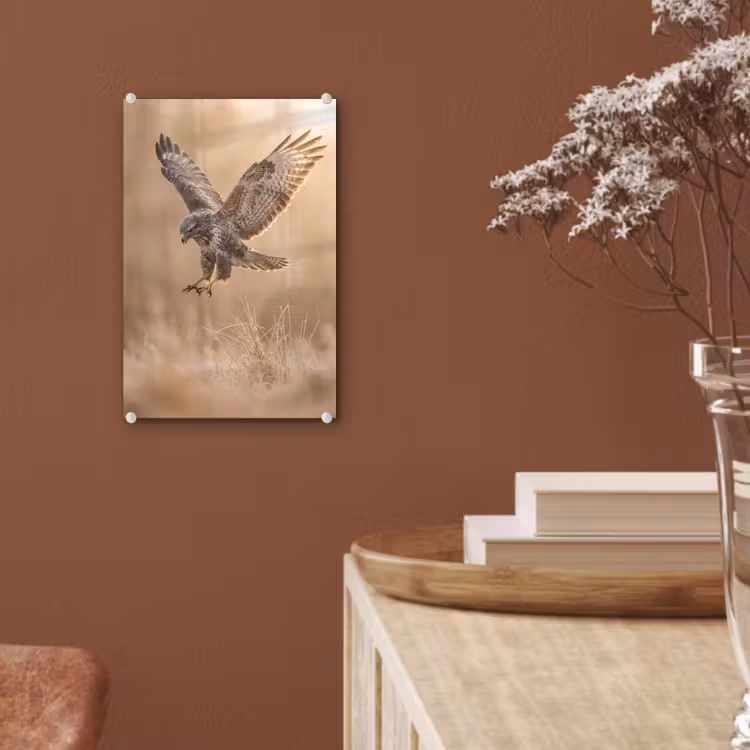 Glas schilderij - Buizerd - Roofvogel - Natuur - Bruin — 6