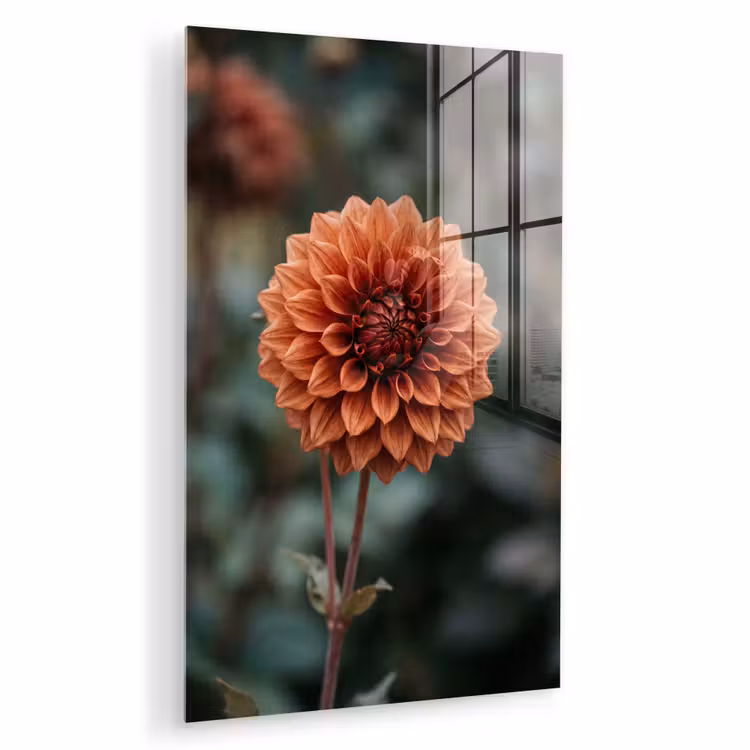 Glas schilderij - Dahlia - Bloem - Natuur - Sfeervol — 1