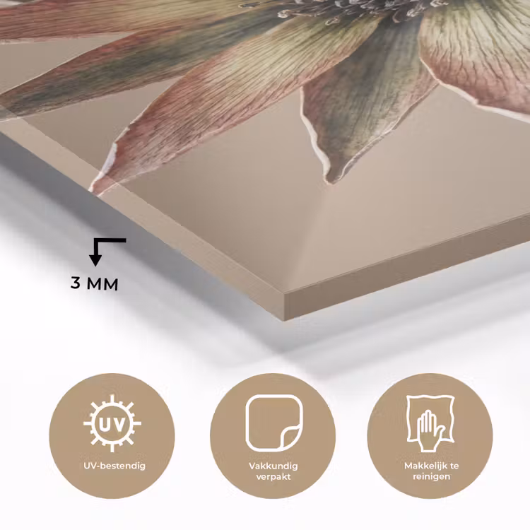 Glas schilderij - Droogbloem - Protea - Vintage - Beige - Rustiek — 3