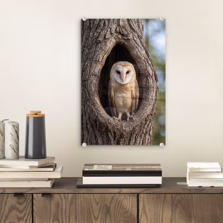 Glas schilderij - Kerkuil - Boom - Natuur - Bruin — 2