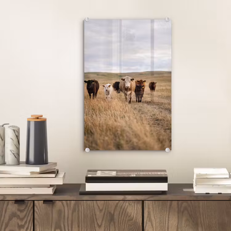 Glas schilderij - Runderen - Kudde - Landschap - Weide - Rustig — 2