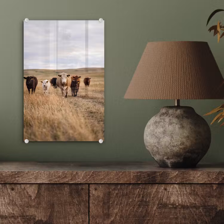 Glas schilderij - Runderen - Kudde - Landschap - Weide - Rustig — 4