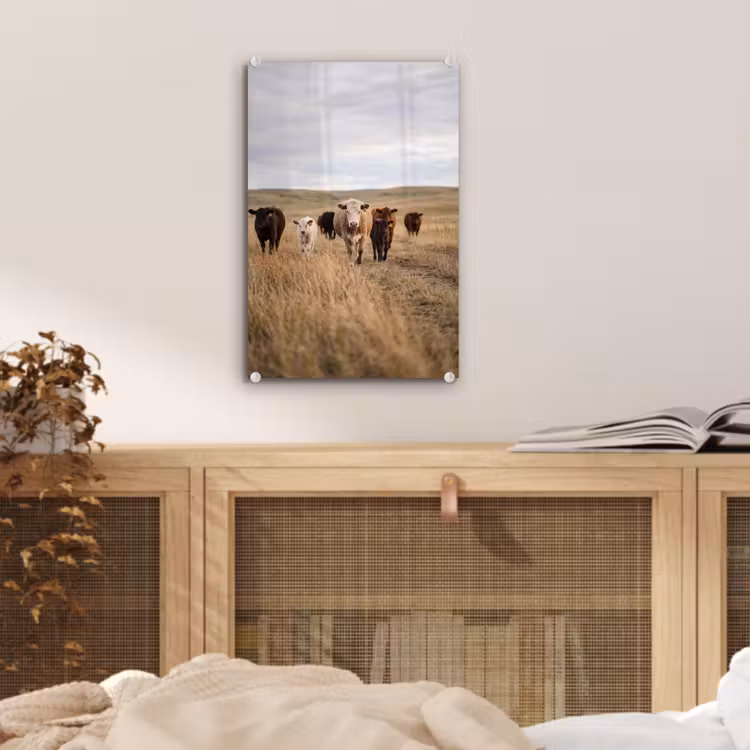 Glas schilderij - Runderen - Kudde - Landschap - Weide - Rustig — 5