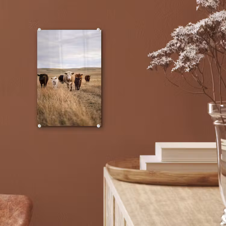 Glas schilderij - Runderen - Kudde - Landschap - Weide - Rustig — 6