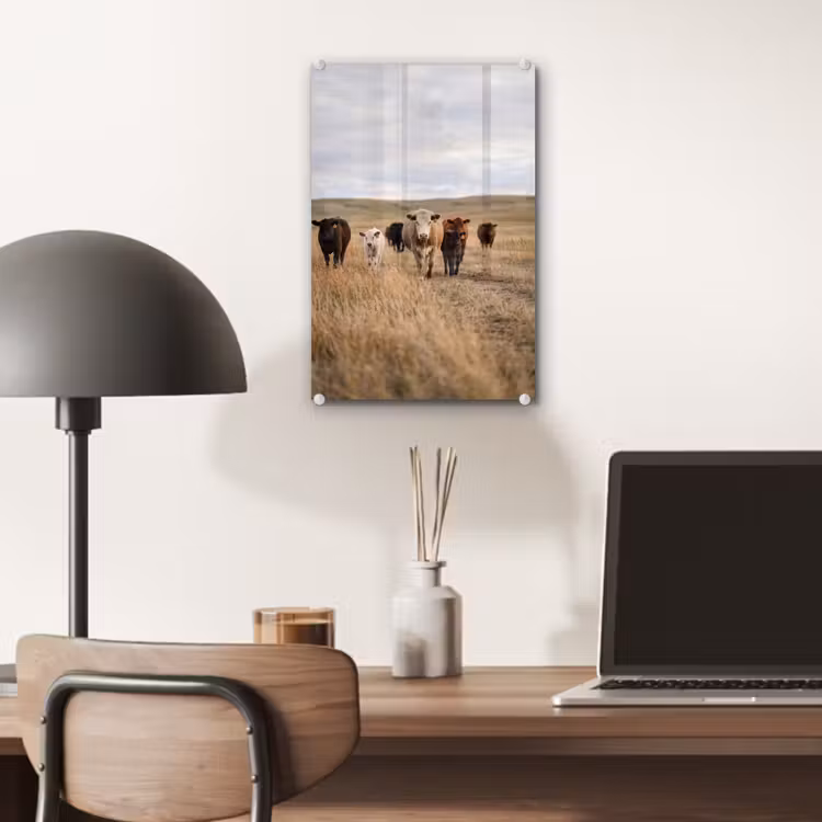 Glas schilderij - Runderen - Kudde - Landschap - Weide - Rustig — 7