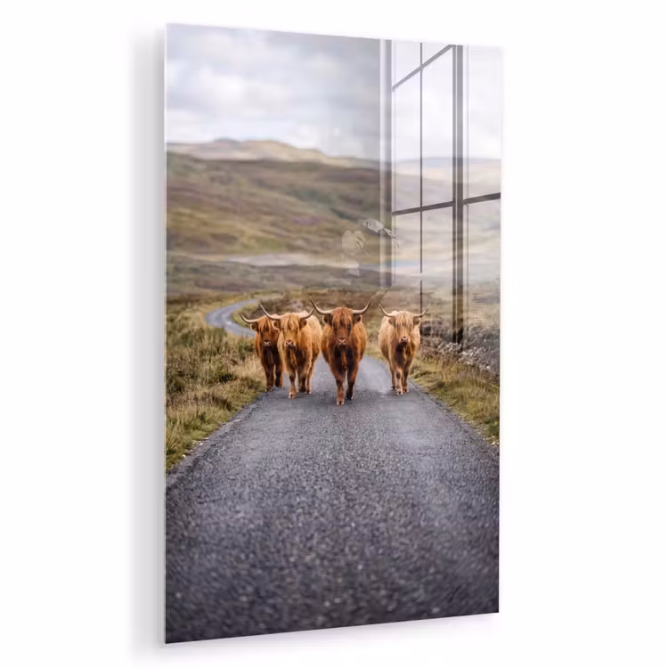 Glas schilderij - Schotse Hooglanders - Weg - Landschap - Kudde — 1