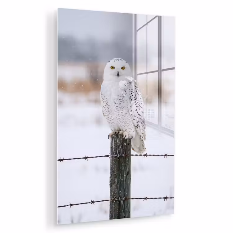 Glas schilderij - Sneeuwuil - Hek - Sneeuw - Wit — 1