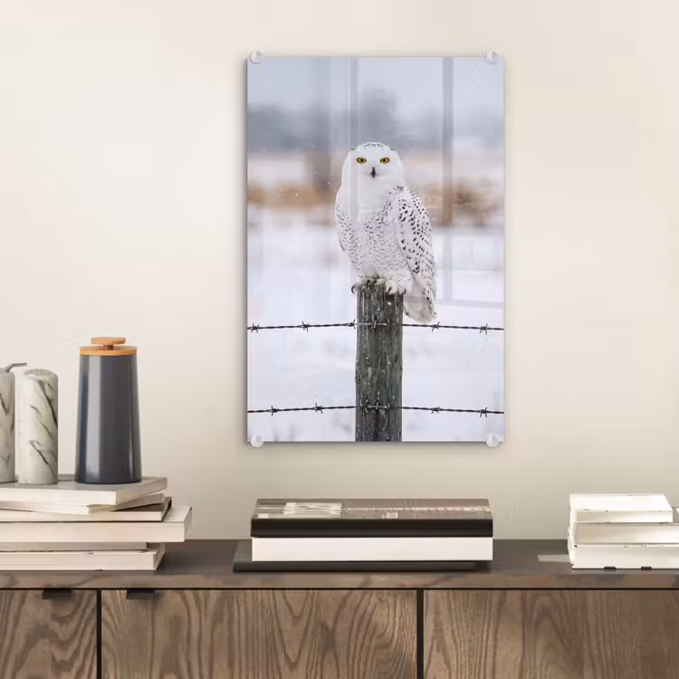 Glas schilderij - Sneeuwuil - Hek - Sneeuw - Wit — 2