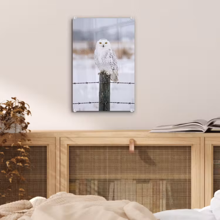 Glas schilderij - Sneeuwuil - Hek - Sneeuw - Wit — 5
