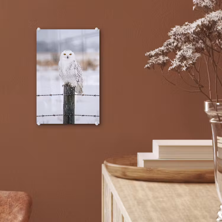 Glas schilderij - Sneeuwuil - Hek - Sneeuw - Wit — 6