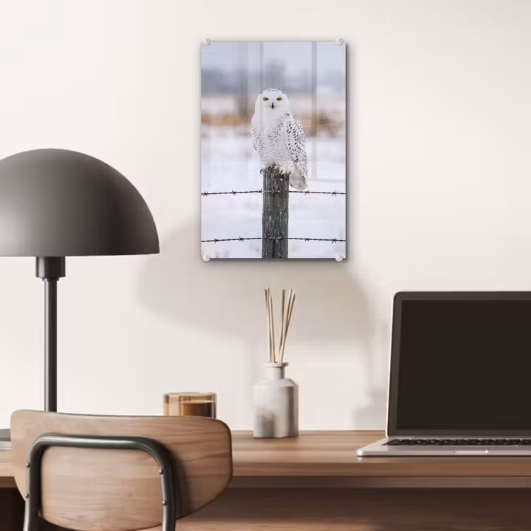Glas schilderij - Sneeuwuil - Hek - Sneeuw - Wit — 7