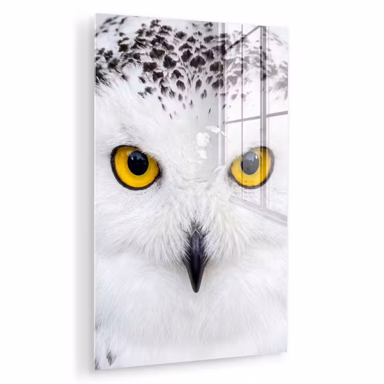 Glas schilderij - Sneeuwuil - Portret - Geel — 1