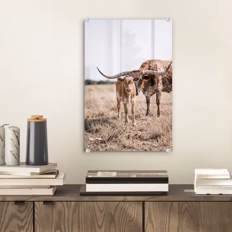 Glas schilderij - Texas Longhorn - Kalf - Weide - Dieren — 2