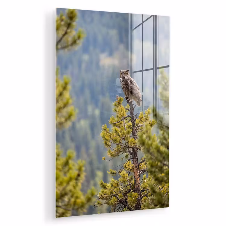 Glas schilderij - Uil - Oehoe - Bomen - Natuur — 1