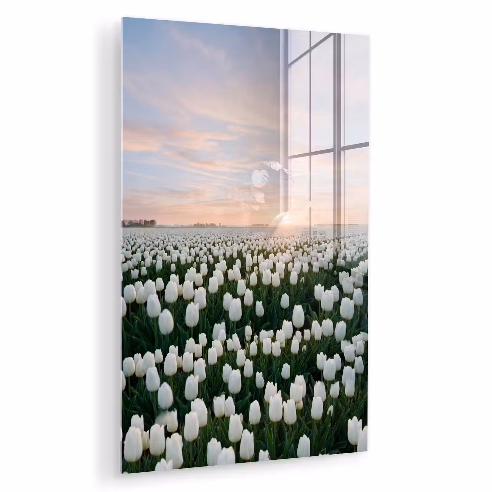 Glas schilderij - Tulpen - Landschap - Wit — 1