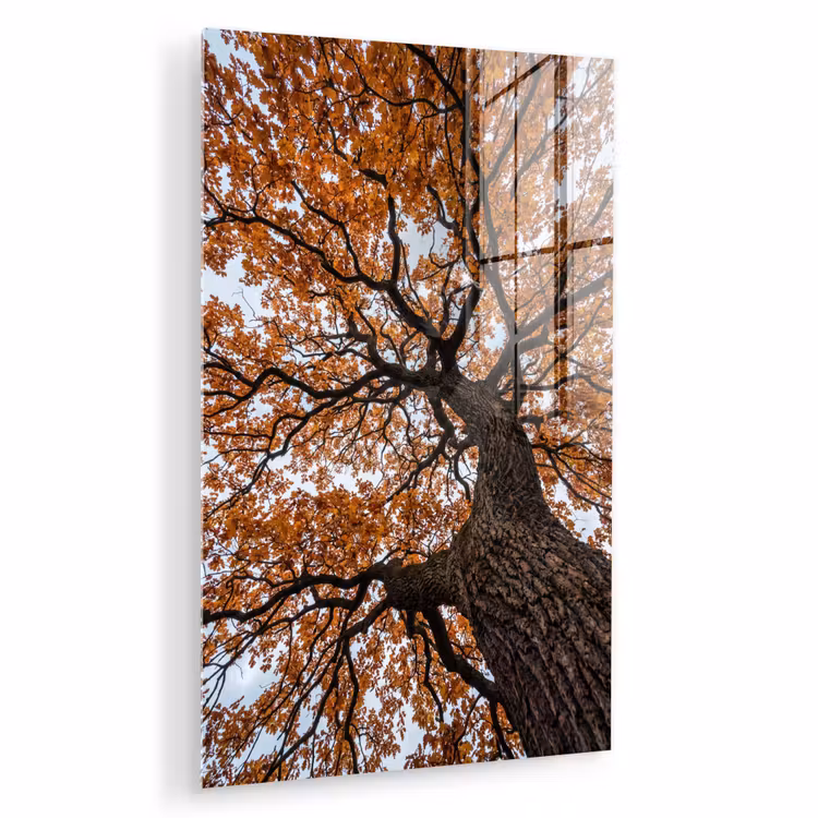 Glas schilderij - Boom - Bladerdak - Herfst - Oranje - Sfeervol — 1