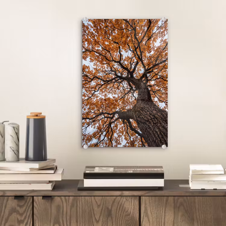 Glas schilderij - Boom - Bladerdak - Herfst - Oranje - Sfeervol — 2
