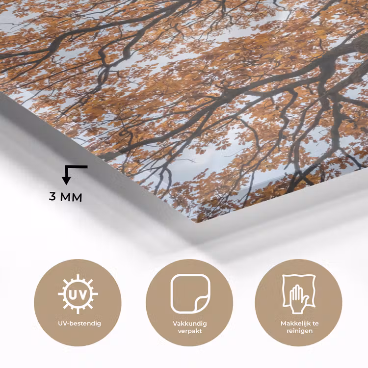 Glas schilderij - Boom - Bladerdak - Herfst - Oranje - Sfeervol — 3