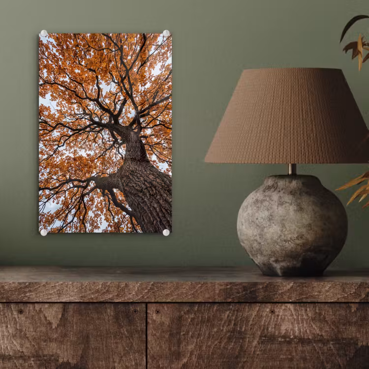 Glas schilderij - Boom - Bladerdak - Herfst - Oranje - Sfeervol — 4