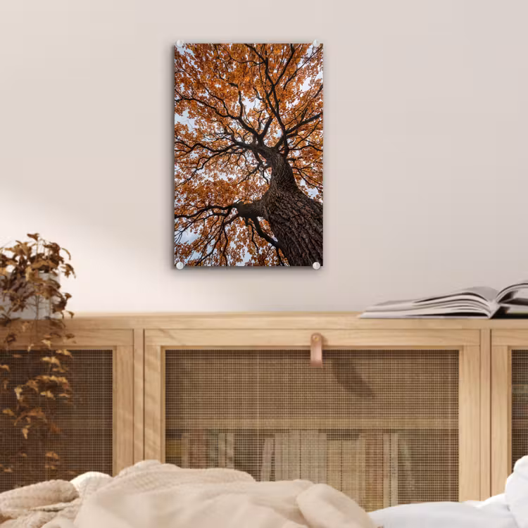 Glas schilderij - Boom - Bladerdak - Herfst - Oranje - Sfeervol — 5