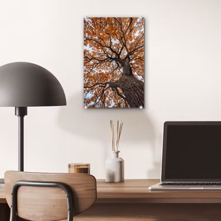 Glas schilderij - Boom - Bladerdak - Herfst - Oranje - Sfeervol — 7
