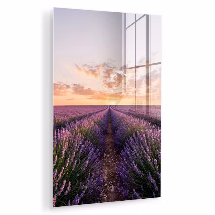Glas schilderij - Landschap - Lavendelveld - Paars — 1