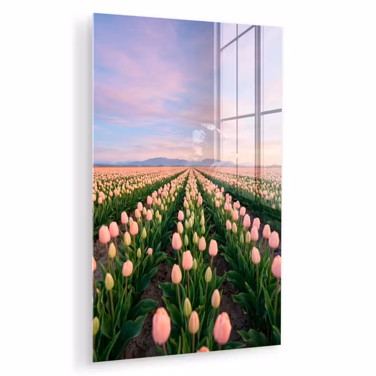 Glas schilderij - Tulpen - Landschap - Roze — 1