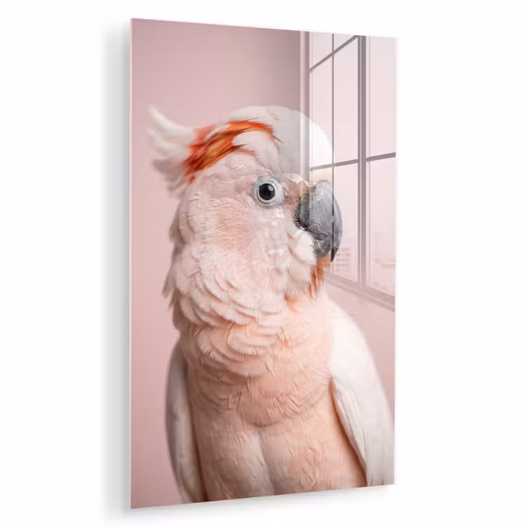 Glas schilderij - Kaketoe - Portret - Roze — 1