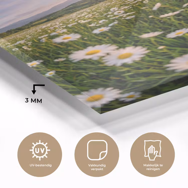 Glas schilderij - Madelief - Veld - Heuvels - Groen — 3