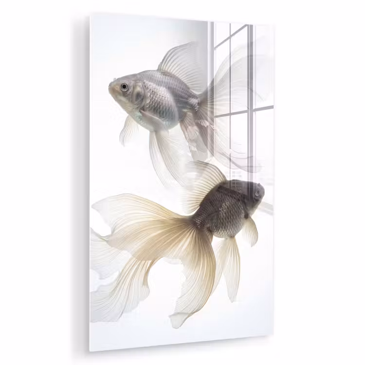 Glas schilderij - Goudvissen - Modern - Wit — 1