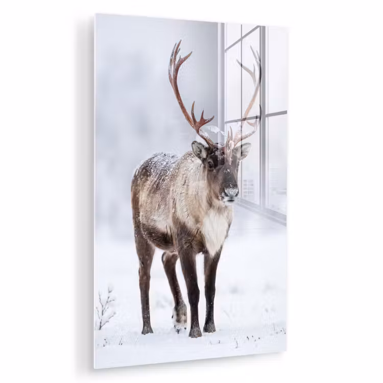 Glas schilderij - Rendier - Gewei - Toendra - Sneeuw - Wild — 1