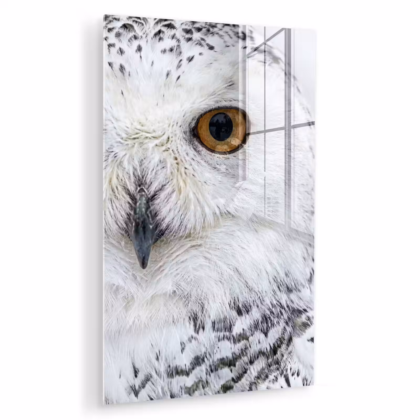 Glas schilderij - Sneeuwuil - Oog - Wildlife - Wit — 1