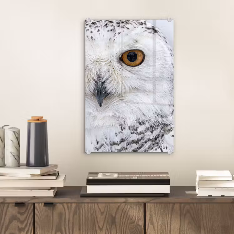 Glas schilderij - Sneeuwuil - Oog - Wildlife - Wit — 2