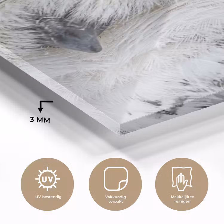 Glas schilderij - Sneeuwuil - Oog - Wildlife - Wit — 3