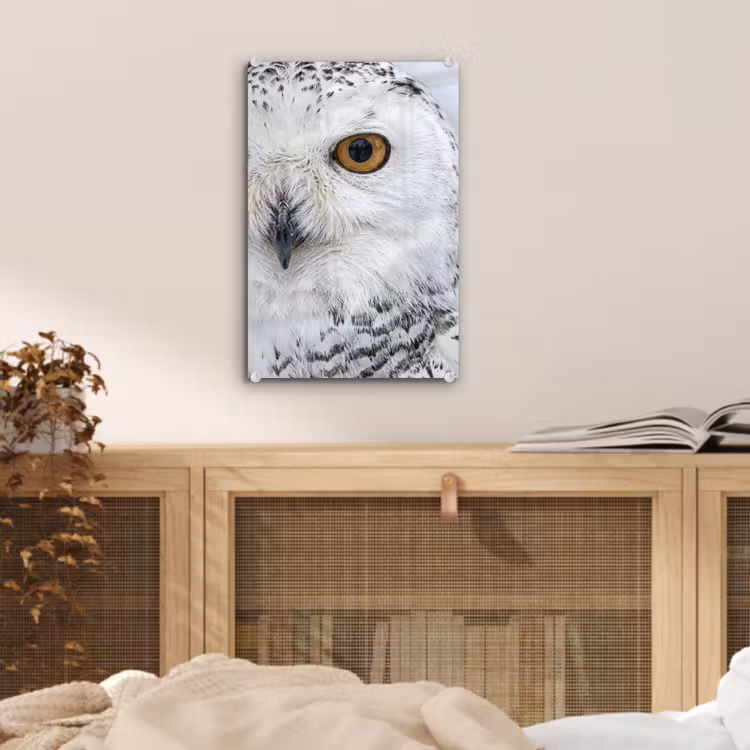 Glas schilderij - Sneeuwuil - Oog - Wildlife - Wit — 5