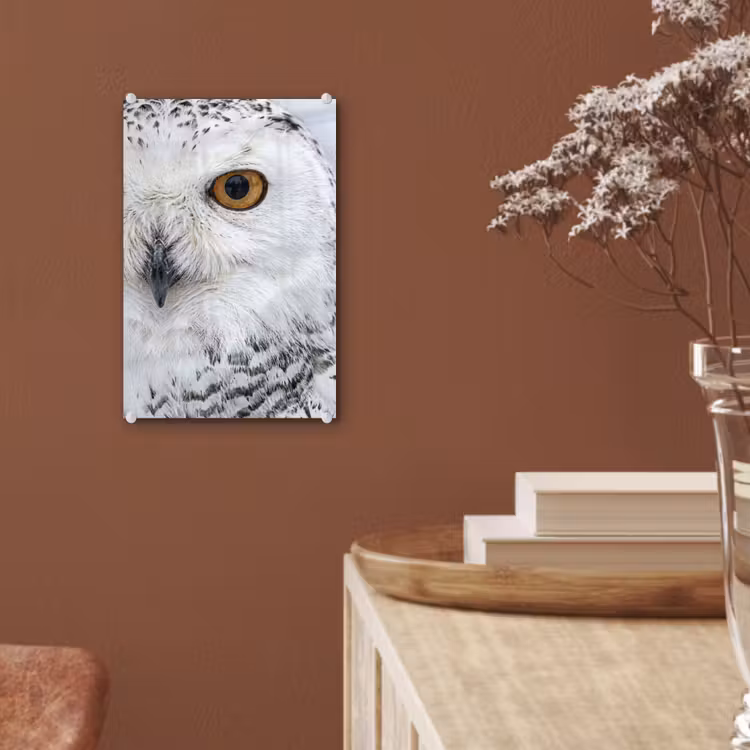 Glas schilderij - Sneeuwuil - Oog - Wildlife - Wit — 6