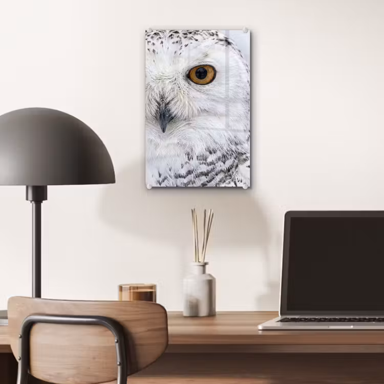 Glas schilderij - Sneeuwuil - Oog - Wildlife - Wit — 7