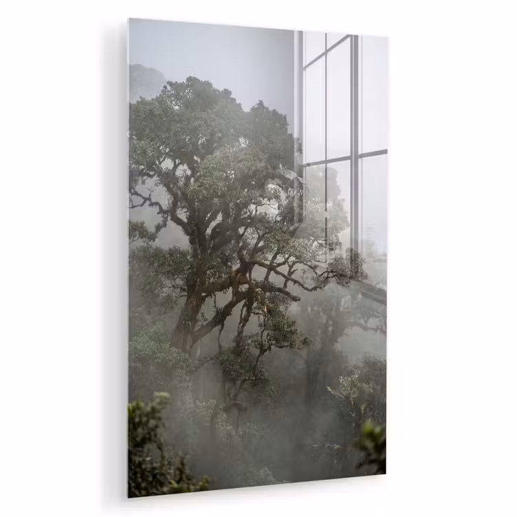 Glas schilderij - Boom - Mistig - Bos - Groen - Natuur — 1