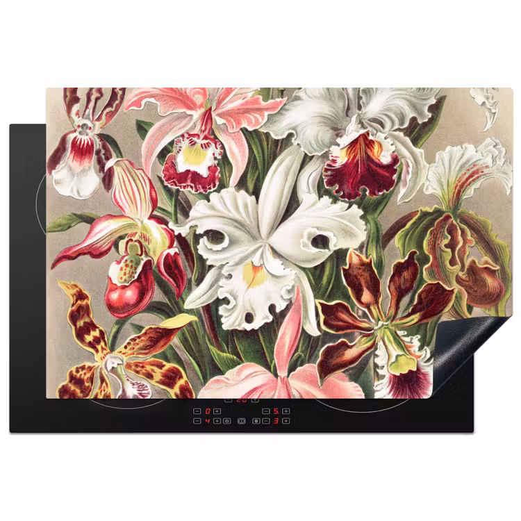 Inductie beschermer - Bloemen - Ernst Haeckel - Vintage - Orchidee — 1