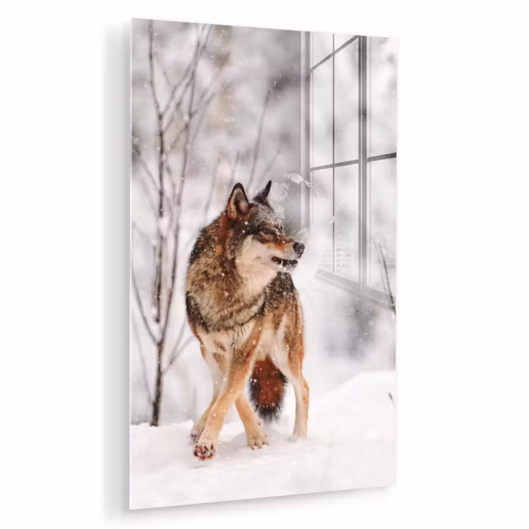 Glas schilderij - Wolf - Winter - Sneeuw - Natuur - Dieren — 1
