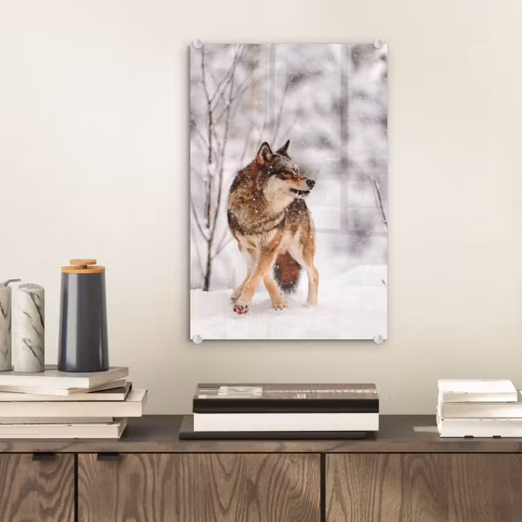 Glas schilderij - Wolf - Winter - Sneeuw - Natuur - Dieren — 2