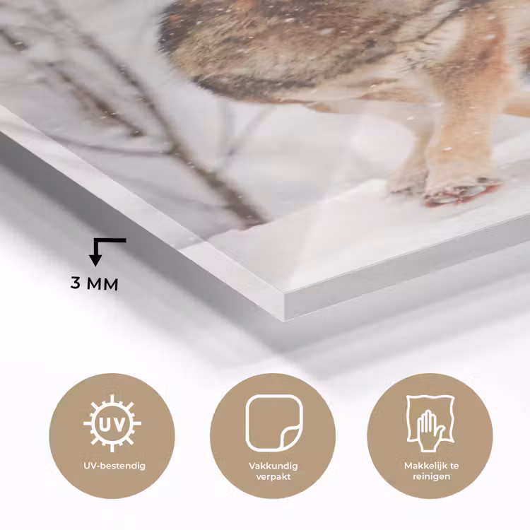 Glas schilderij - Wolf - Winter - Sneeuw - Natuur - Dieren — 3