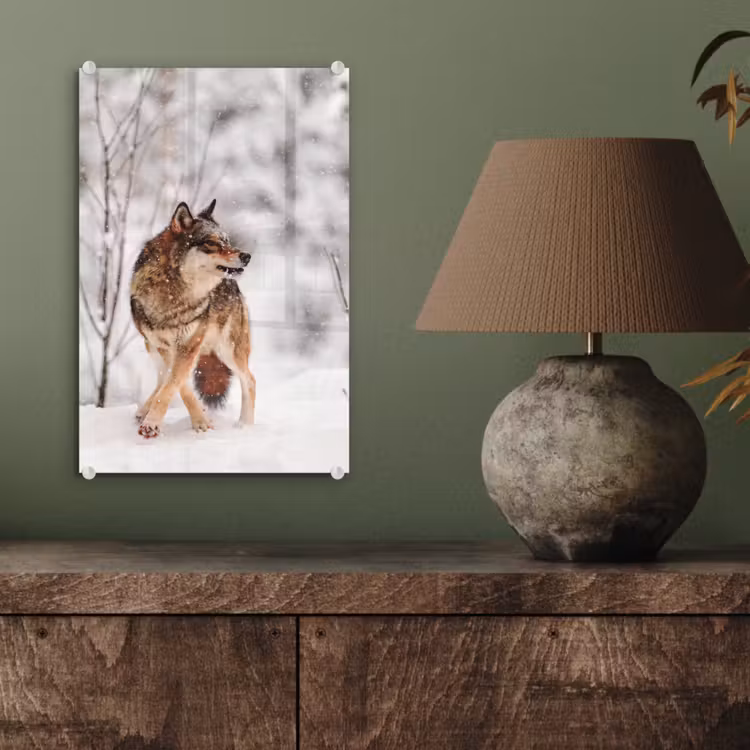 Glas schilderij - Wolf - Winter - Sneeuw - Natuur - Dieren — 4