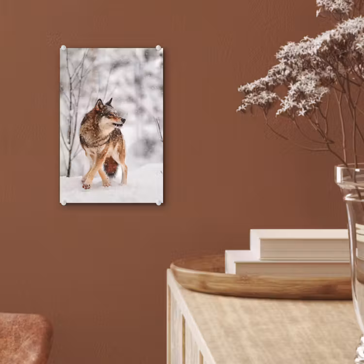 Glas schilderij - Wolf - Winter - Sneeuw - Natuur - Dieren — 6