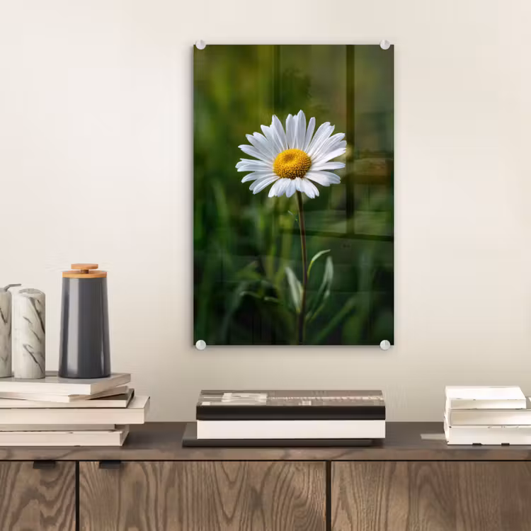 Glas schilderij - Wit - Madeliefje - Bloem - Gras — 2