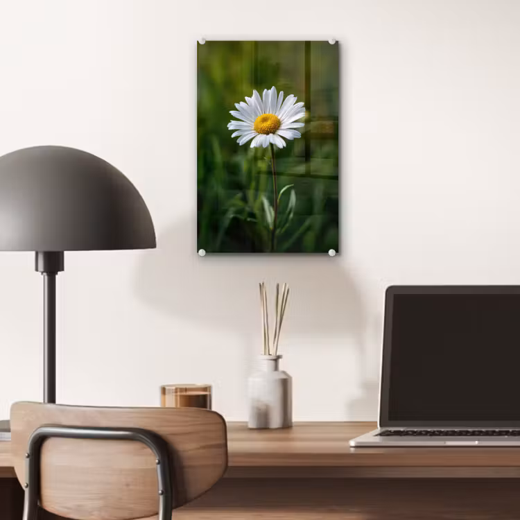 Glas schilderij - Wit - Madeliefje - Bloem - Gras — 7