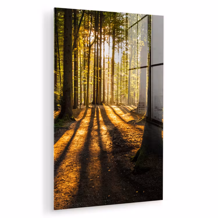 Glas schilderij - Zon - Bomen - Bos - Landschap - Natuur — 1