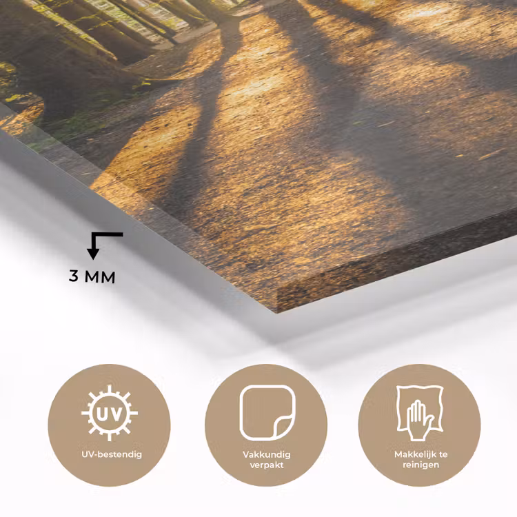 Glas schilderij - Zon - Bomen - Bos - Landschap - Natuur — 3