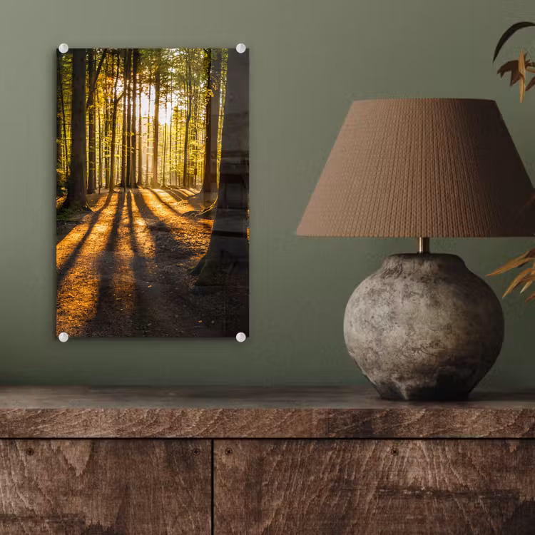 Glas schilderij - Zon - Bomen - Bos - Landschap - Natuur — 4